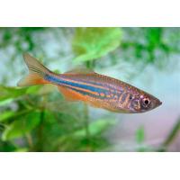 Danio malabaricus - Danio malabarské 3-4cm