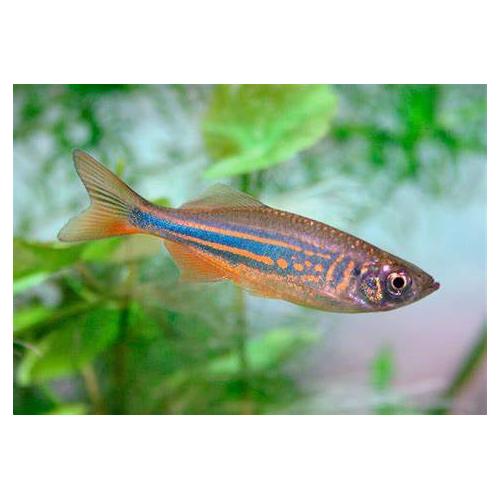 Danio malabaricus - Danio malabarské 3-4cm