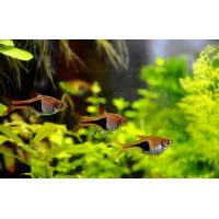 Rasbora heteromorpha - Razbora klínoskvrná 2,5-3cm