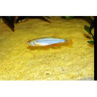 Danio albolineatus - Danio duhové 3,5cm
