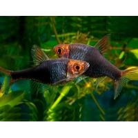 Rasbora heteromorpha - Razbora klínoskvrná černá 2,5-3cm