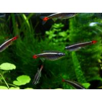 Tanichthys albonubes - Kardinálka čínská 3cm