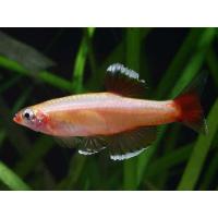 Tanichthys albonubes Gold - Kardinálka čínská zlatá 3cm