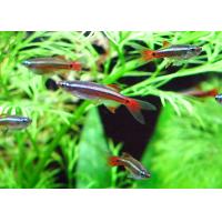 Tanichthys albonubes - Kardinálka čínská závoj 3cm