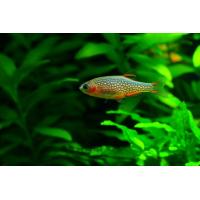 Microrasbora sp. Galaxy 1,5cm