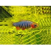 Microrasbora erythromicron 1,5cm