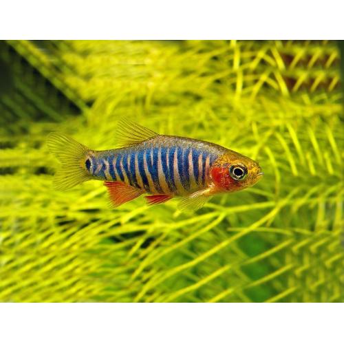 Microrasbora erythromicron 1,5cm