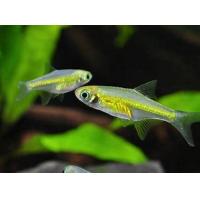 Microrasbora kubotai 1,5cm