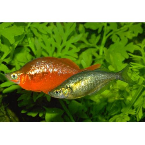 Glossolepis incisus - Gavúnek lososový 4-5cm