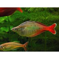 Chilatherina bleheri XXL