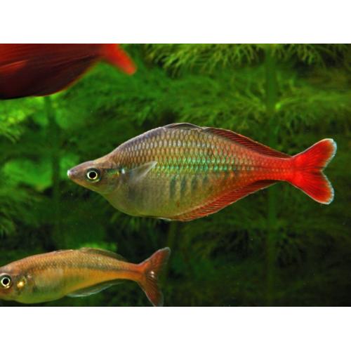 Chilatherina bleheri XXL