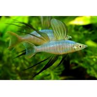 Iriatherina werneri - Gavúnek Wernerův 3cm