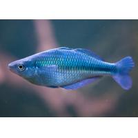 Melanotaenia lacustris - Gavúnek jezerní 4cm