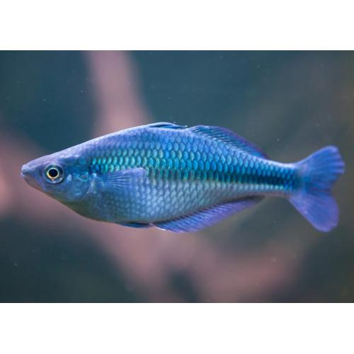 Melanotaenia lacustris - Gavúnek jezerní 4cm