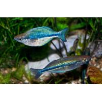 Melanotaenia lacustris - Gavúnek jezerní 4cm