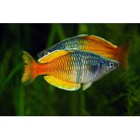 Melanotaenia boesemani - Gavúnek bosemanův 4-5cm