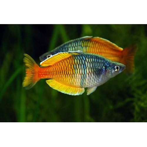 Melanotaenia boesemani - Gavúnek bosemanův 4-5cm