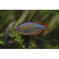 Melanotaenia praecox - Gavúnek diamantový 4cm