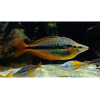 Melanotaenia trifasciata - Gavúnek třípruhý 4-5cm