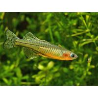 Pseudomugil gertrudae - Gavúnek Gertrudin 2,5-3cm