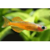 Pseudomugil luminatus 2,5-3cm