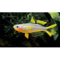 Popondetta furcata - Gavúnek vidloocasý 3cm