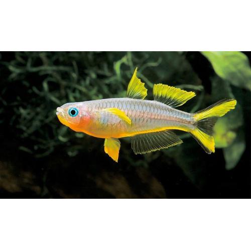 Popondetta furcata - Gavúnek vidloocasý 3cm