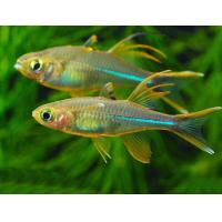 Telmatherina ladigesi - Gavúnek celebeský 3-3,5cm