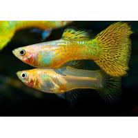 Poecilia reticulata Yellow Golden Cobra - Paví oko 3-4cm