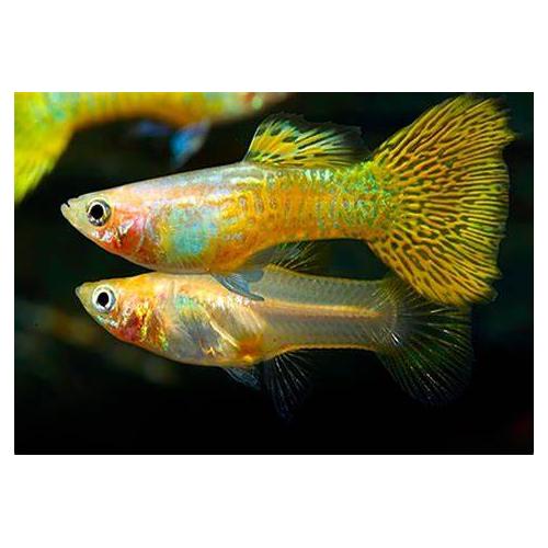 Poecilia reticulata Yellow Golden Cobra - Paví oko 3-4cm