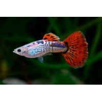 Poecilia reticulata Red Cobra - Paví oko 3-4cm