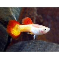 Poecilia reticulata Micariff Sunset - Paví oko pár 3-4cm