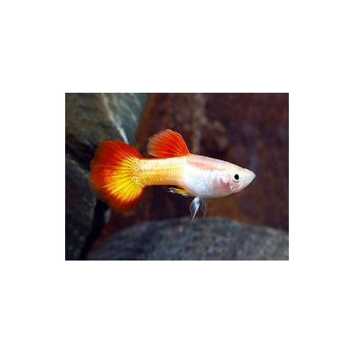 Poecilia reticulata Micariff Sunset - Paví oko pár 3-4cm