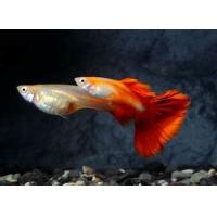 Poecilia reticulata Super Red Blonde - Paví oko Super červené