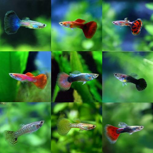 Poecilia reticulata Mix - Paví oko pár 3-4cm