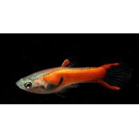 Poecilia reticulata Endler Pink - Paví oko Endler Pink 1,5-2,5cm