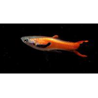 Poecilia reticulata Endler Pink  - Paví oko Endler Pink 1,5-2,5cm