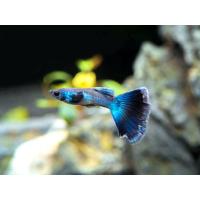 Poecilia reticulata Moscow Blue - Paví oko Moskva modré