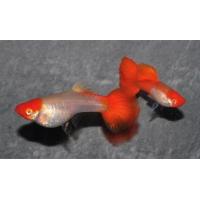 Poecilia reticulata Albino Kohaku Koi - Paví oko 3-4 cm