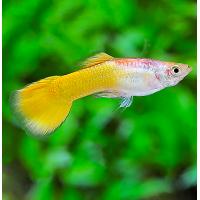 Poecilia reticulata German Yellow - Paví oko žluté