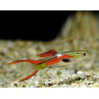 Poecilia reticulata Endler - Paví oko Endler samec 1,5-2cm