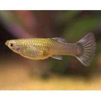 Poecilia reticulata Endler - Paví oko Endler samice 2-2,5cm