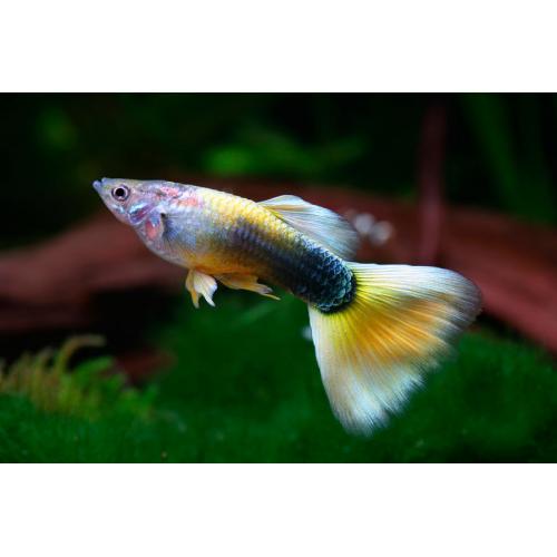 Poecilia reticulata Yellow Tuxedo - Paví oko