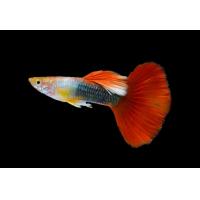 Poecilia reticulata Tuxedo Red - Paví oko samec 3-4cm