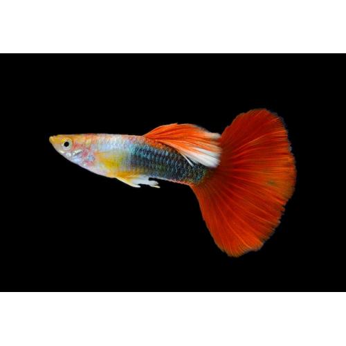 Poecilia reticulata Tuxedo Red - Paví oko samec 3-4cm