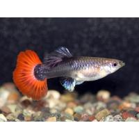 Poecilia reticulata Tuxedo Red - Paví oko samice 3-4cm