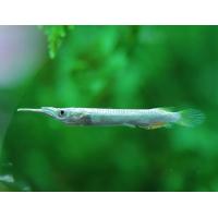 Dermogenys pusilla - Polozobánka malajská 4-5cm