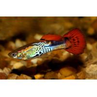 Poecilia reticulata Cobra - Paví oko samec 3-4cm