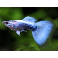 Poecilia reticulata Neon Blau - Paví oko samec 3-4cm