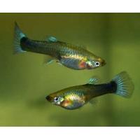 Poecilia reticulata Neon Blau - Paví oko samice 3-4cm